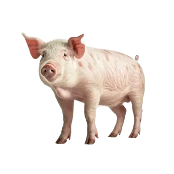 Матвей