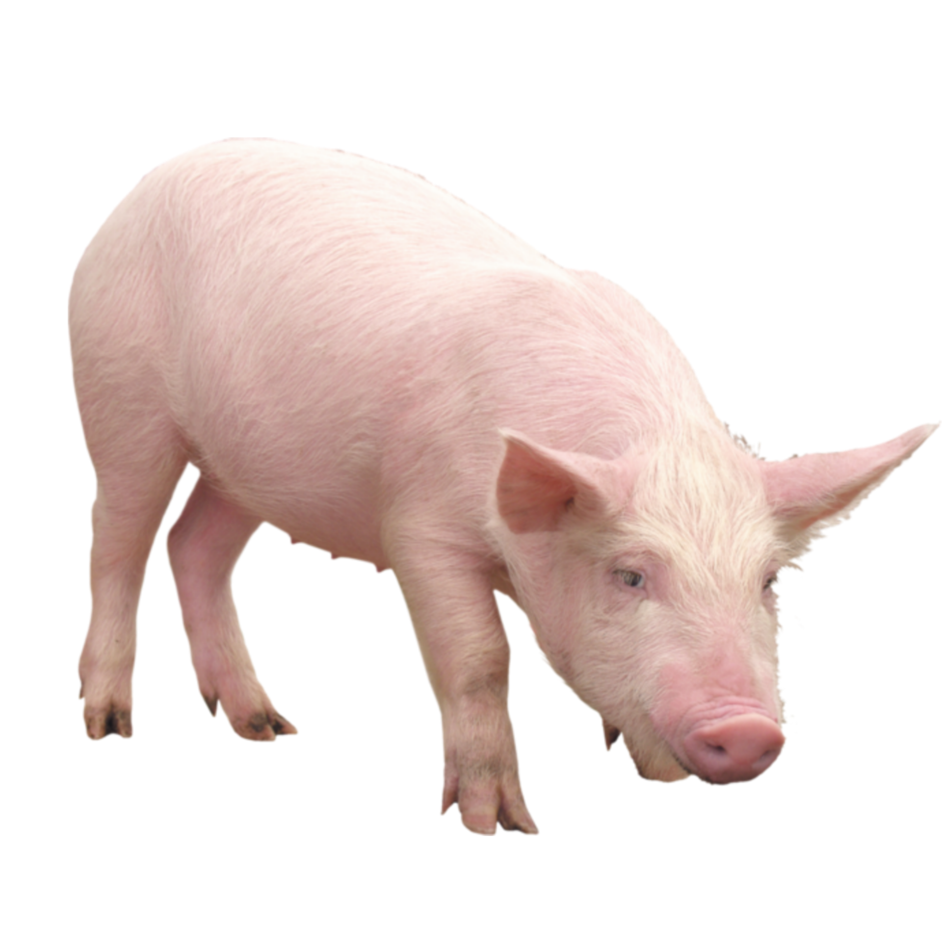 Матвей Лесной